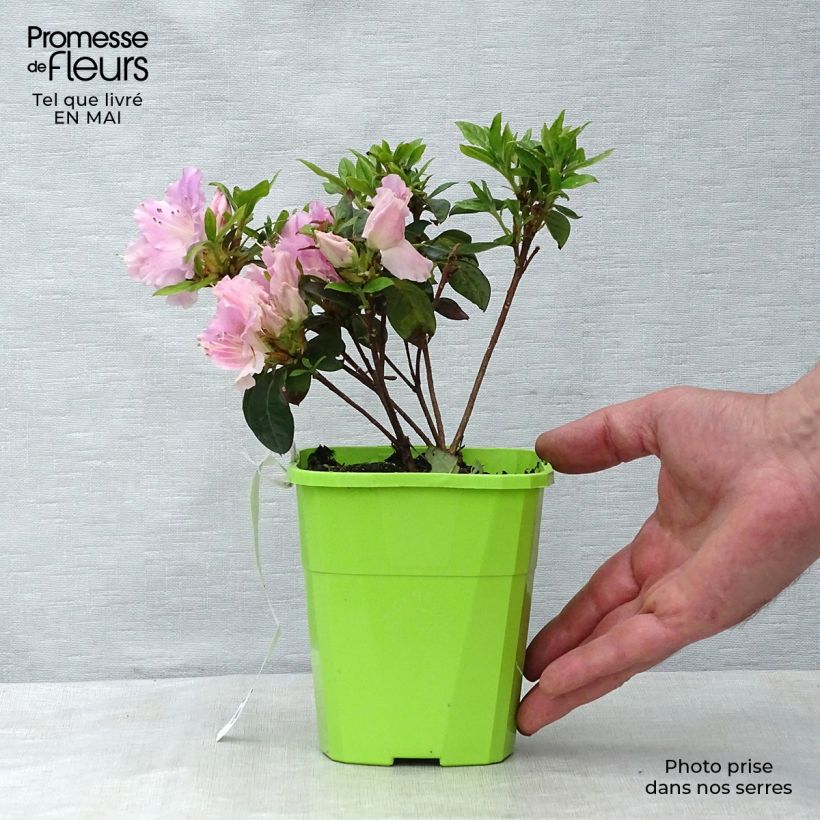 Example of Azalea japonica ENCORE Sweetheart Vaso da 1L/1,5L as you get in printemps