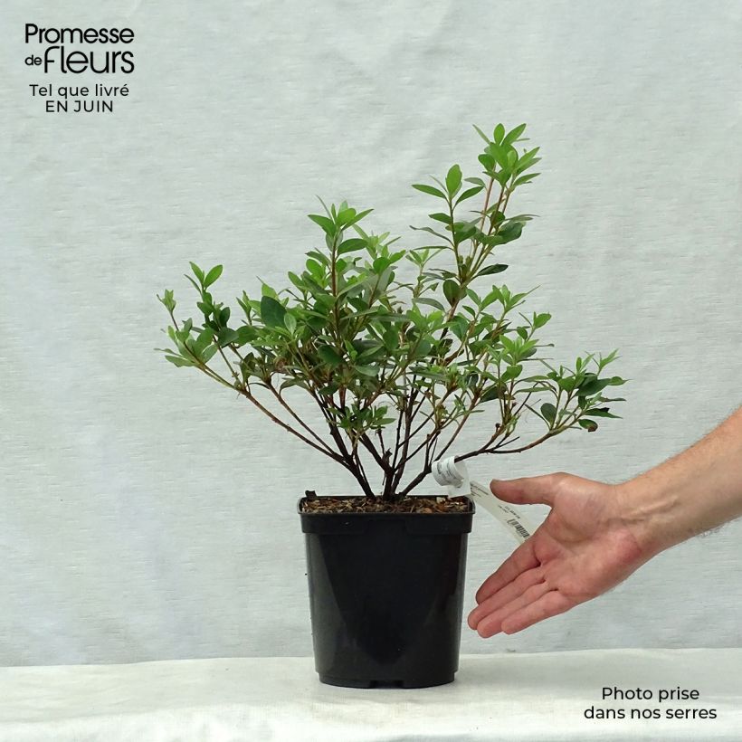 Esemplare di Azalea japonica Arabesk Vaso da 1,5L/2L consegnato in estate