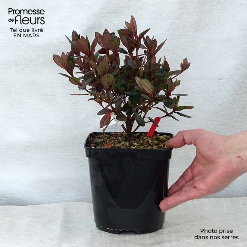 Example of Azalea japonica Arabesk Vaso da 1,5L/2L as you get in printemps