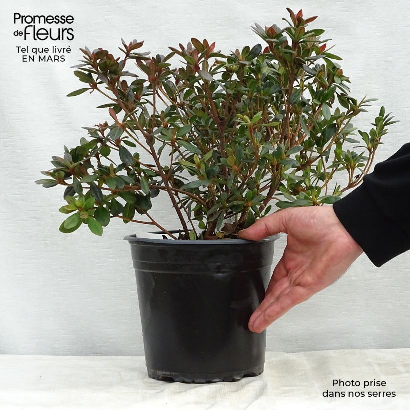 Example of Azalea japonica Arabesk Vaso da 3L/4L as you get in printemps