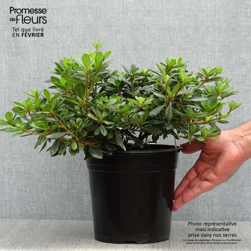 Esemplare di Azalea japonica Arabesk Vaso da 3L/4L come consegnato in autunno