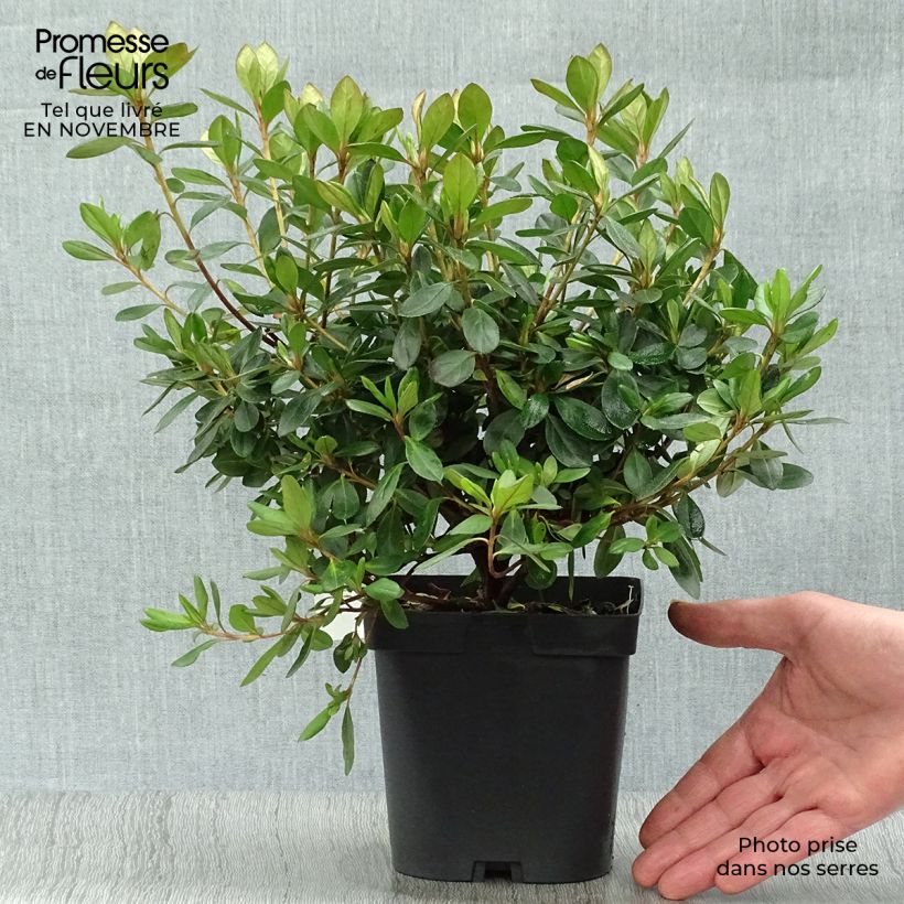 Esemplare di Azalea japonica Gilbert Mullie Vaso da 2L/3L come consegnato in autunno