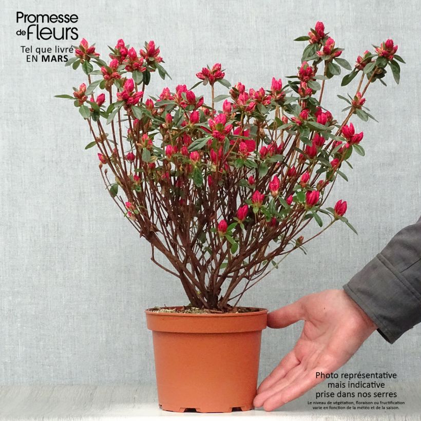 Example of Azalea japonica Madame Galle Vaso da 2L/3L as you get in printemps