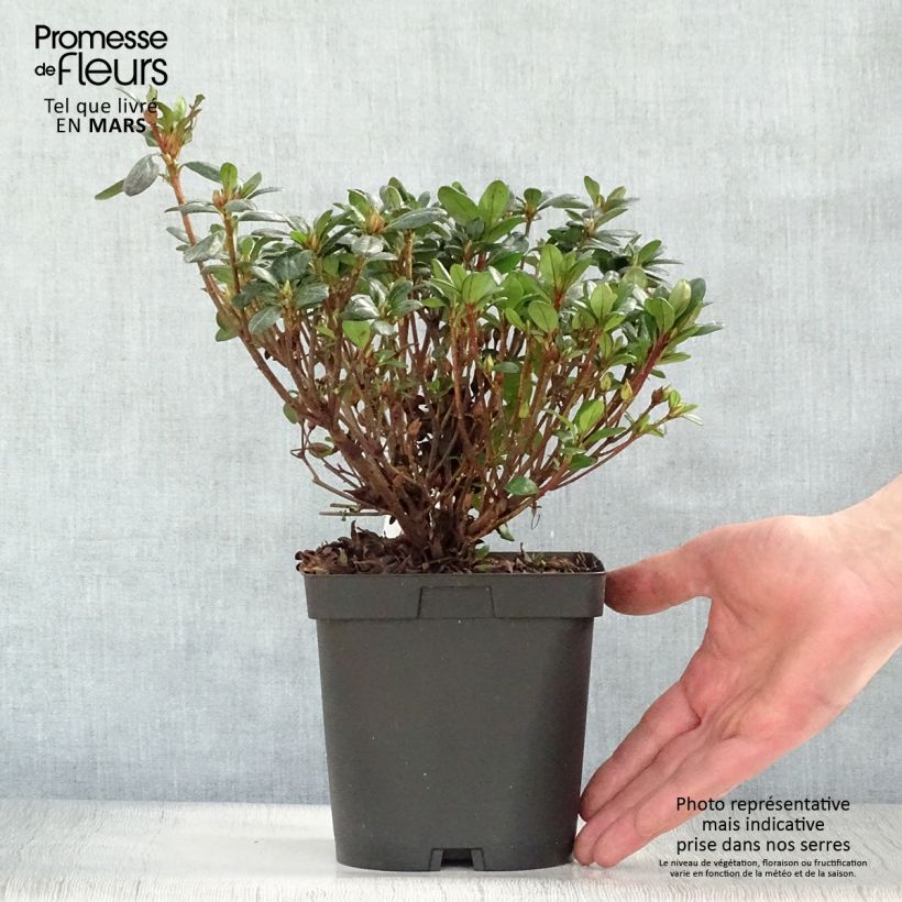 Example of Azalea japonica Manuska Vaso da 2L/3L as you get in printemps
