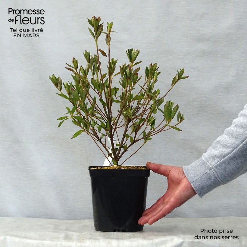 Example of Azalea japonica Rosa King Vaso da 2L/3L as you get in printemps