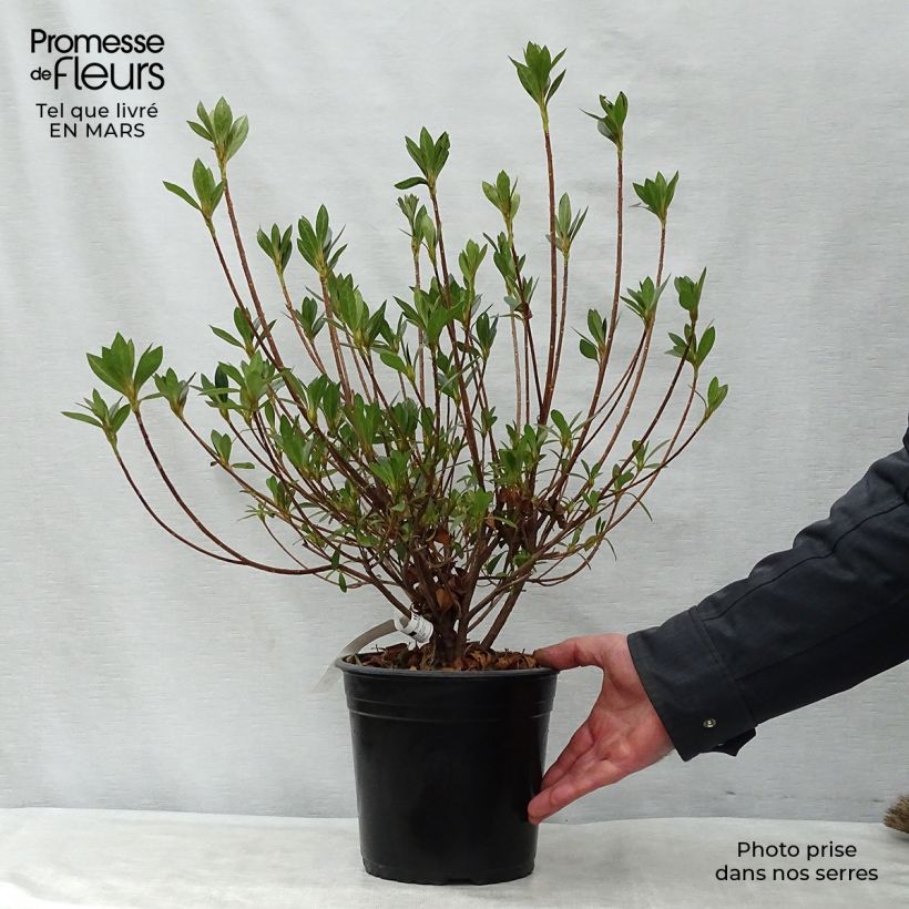 Example of Azalea japonica Rosa King Vaso da 4L/5L as you get in printemps