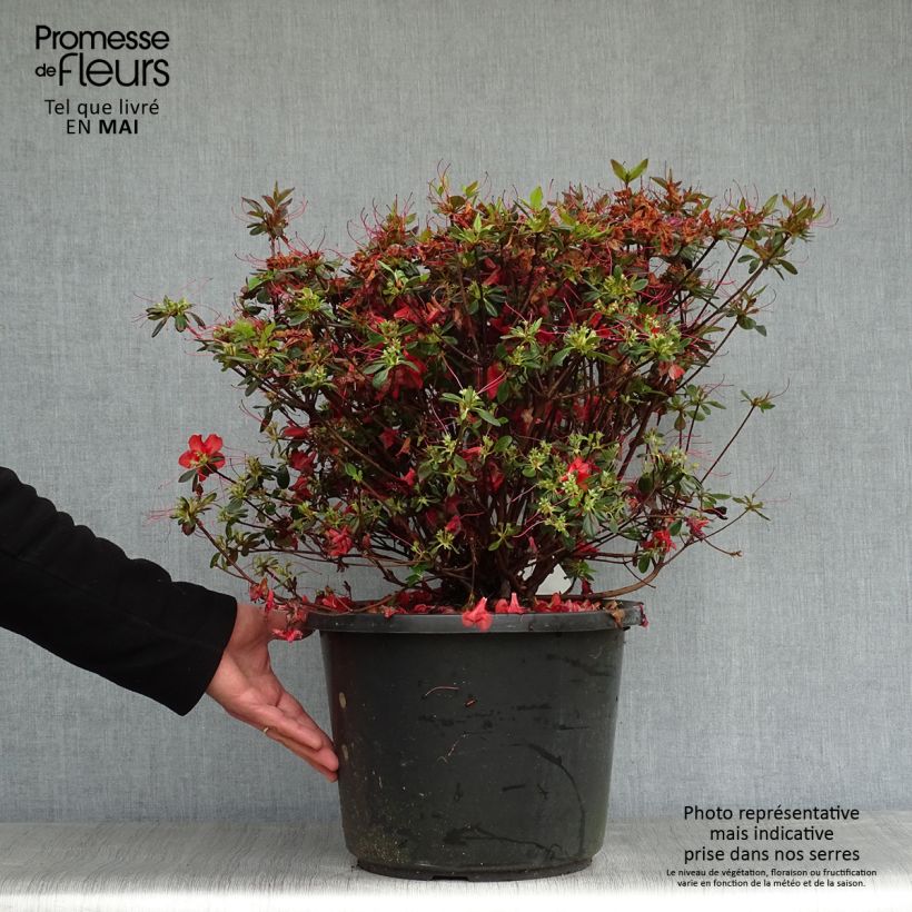 Example of Azalea japonica Stewartstonian Vaso da 12L/15L as you get in printemps