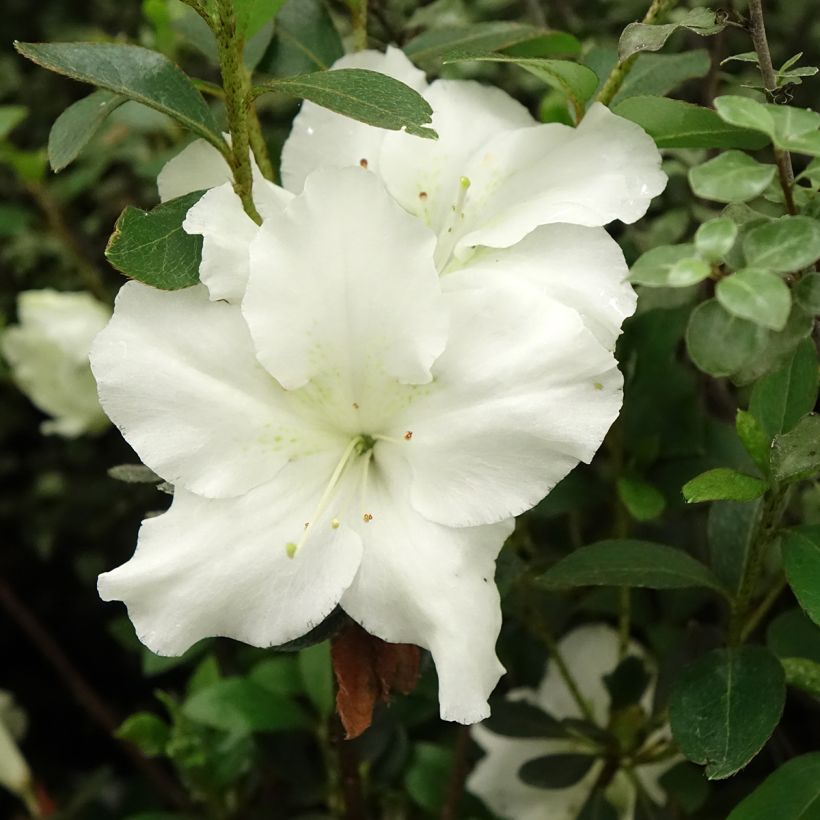 Azalea japonica Dorothy Heiden (Fioritura)
