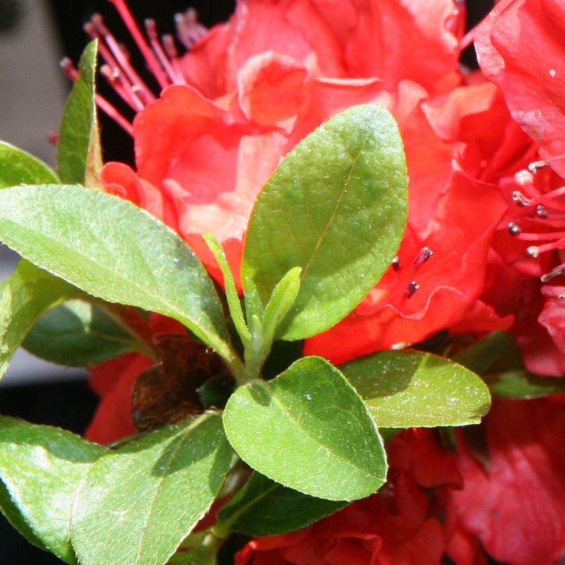 Azalea japonica Girard's Hot Shot (Foliage)