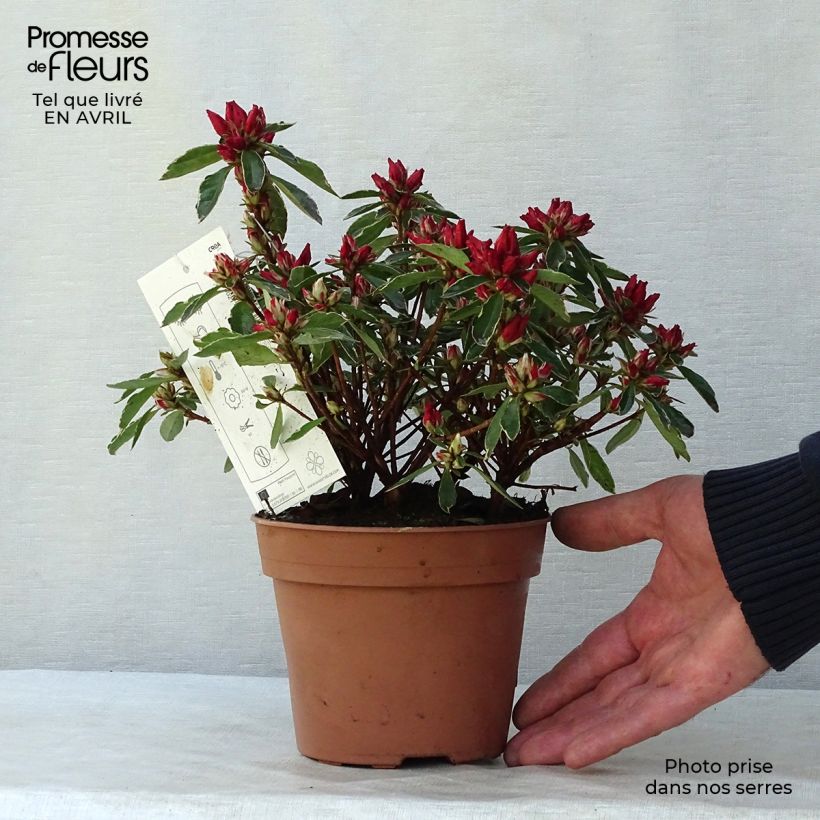 Example of Azalea japonica Girard's Hot Shot Vaso da 2L/3L as you get in printemps