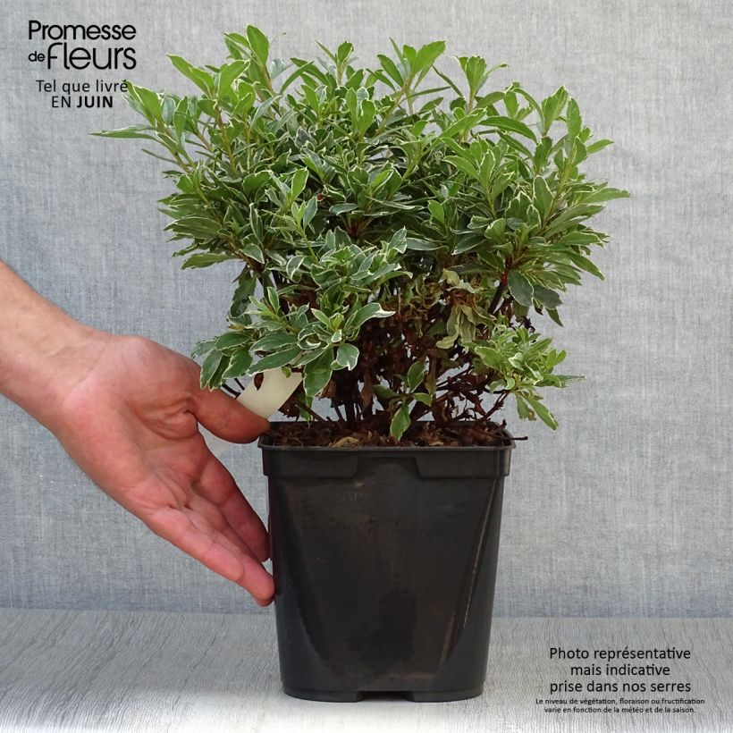 Esemplare di Azalea japonica Girard's Hot Shot Vaso da 2L/3L consegnato in estate