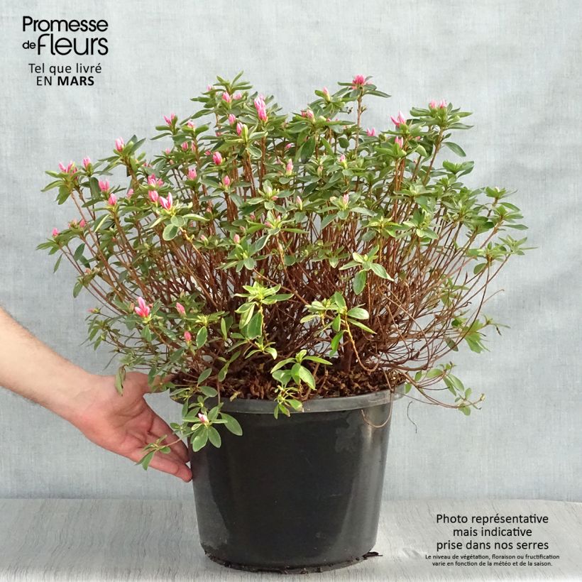Example of Azalea japonica Mme Van Hecke Vaso da 12L/15L as you get in printemps