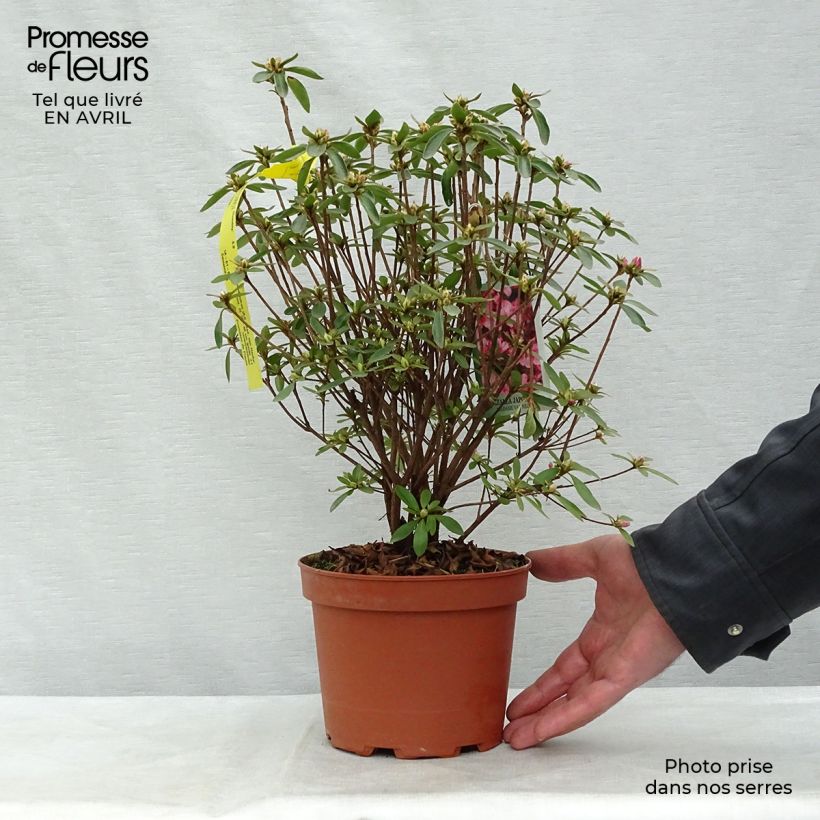 Example of Azalea japonica Mme Van Hecke Vaso da 2L/3L as you get in printemps