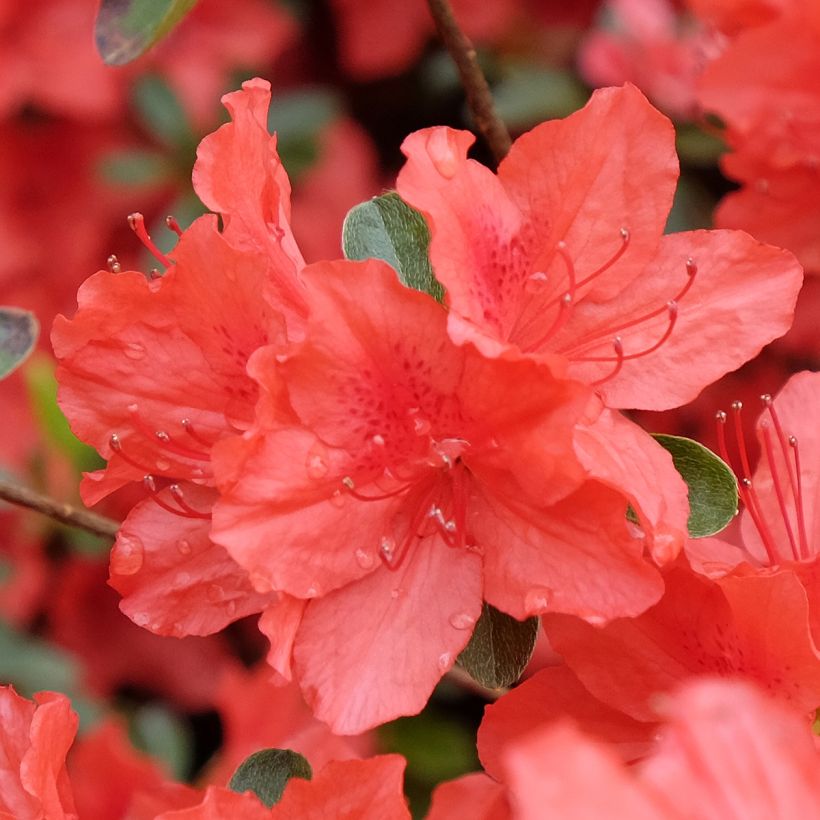 Azalea japonica Orange Beauty (Fioritura)
