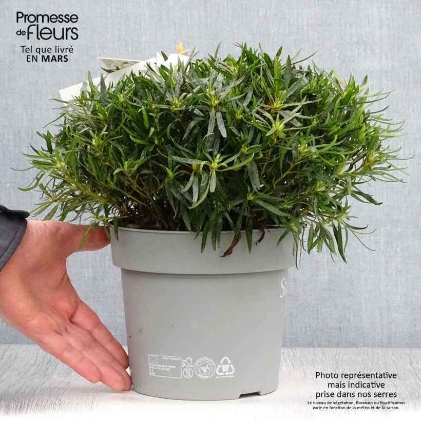 Azalea japonica Star Style White Vaso da 3L/4L esemplare consegnato in primavera