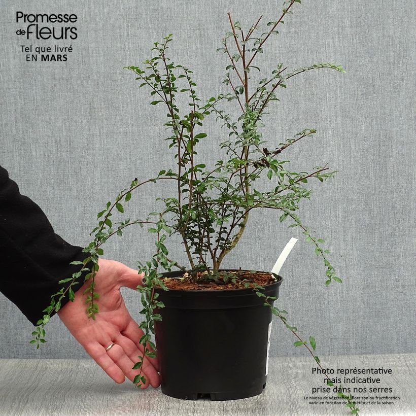 Azara microphylla Vaso da 2L/3L esemplare consegnato in primavera