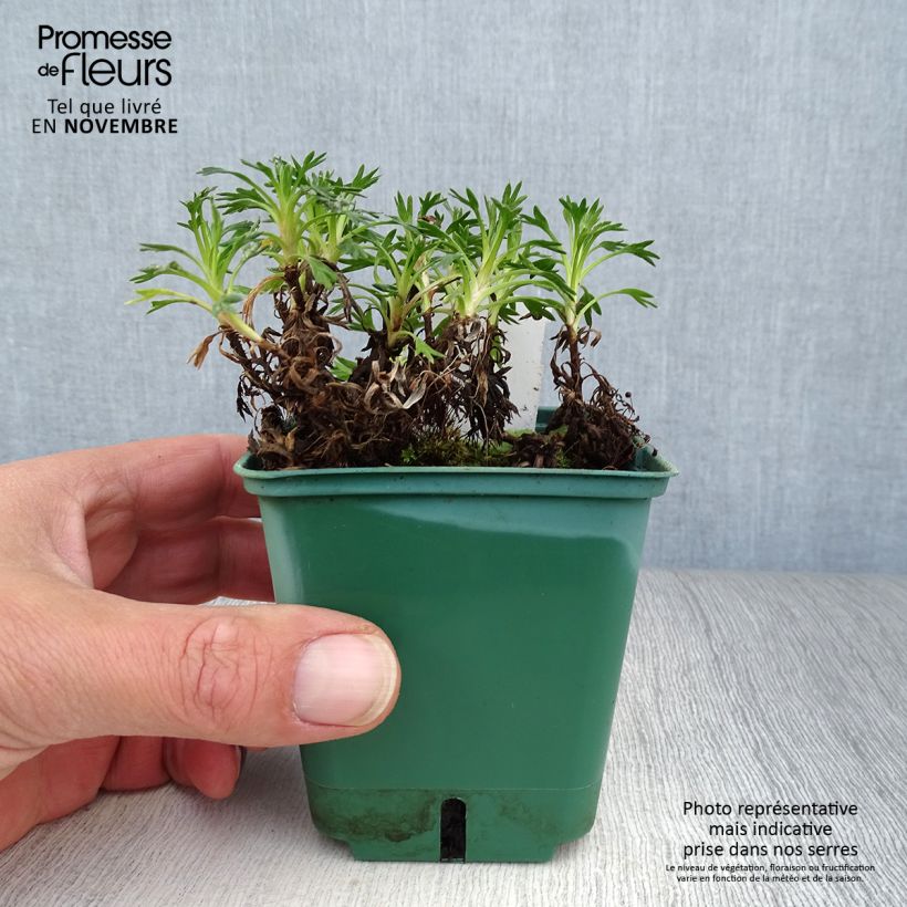 Esemplare di Azorella trifurcata Vasetto da 8/9 cm come consegnato in autunno
