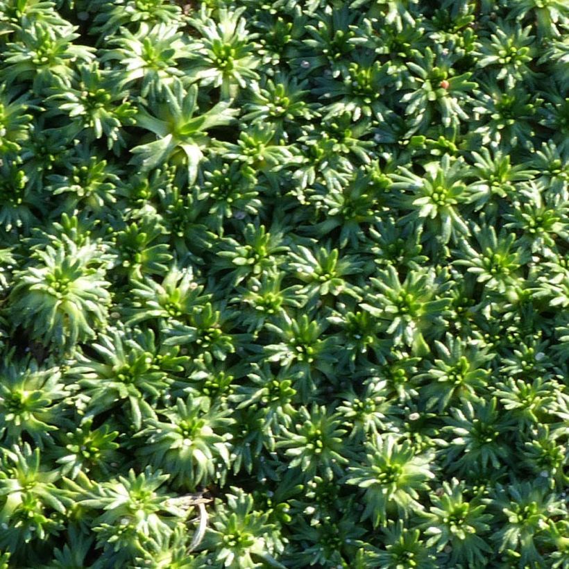 Azorella trifurcata Nana (Foliage)