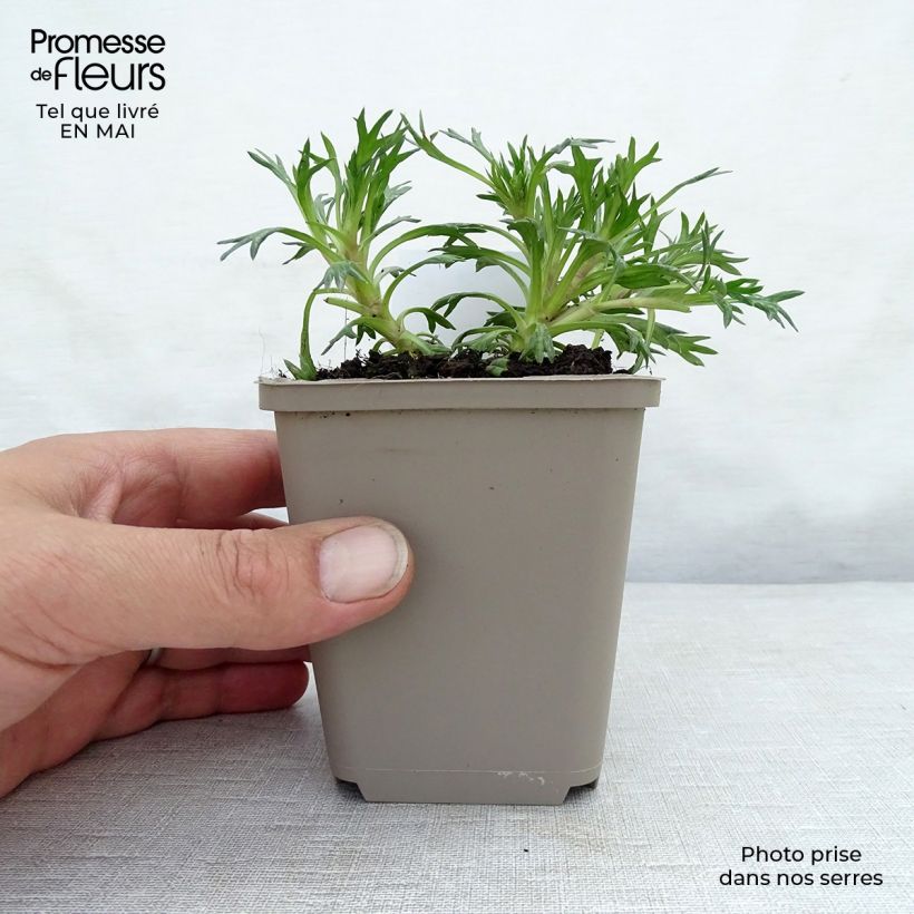 Example of Azorella trifurcata Nana Vasetto da 8/9 cm as you get in printemps