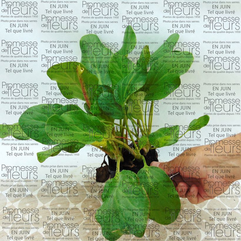 Esempio di esemplare Bergenia Rosenkristall Vasetto da 8/9 cm come consegnato