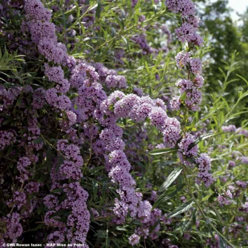 Buddleja alternifolia - Albero delle farfalle (Flowering)
