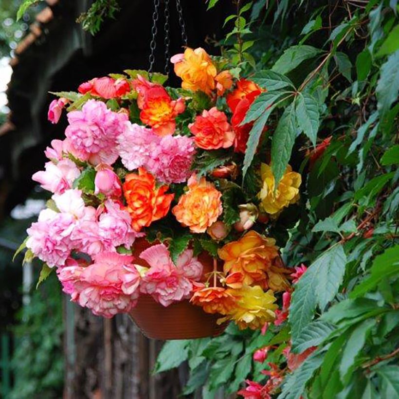 Begonia pendula Balcony mix due colori (Flowering)