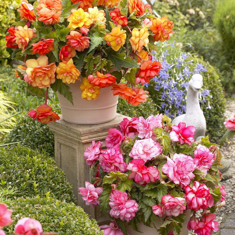 Begonia pendula Balcony mix due colori (Plant habit)
