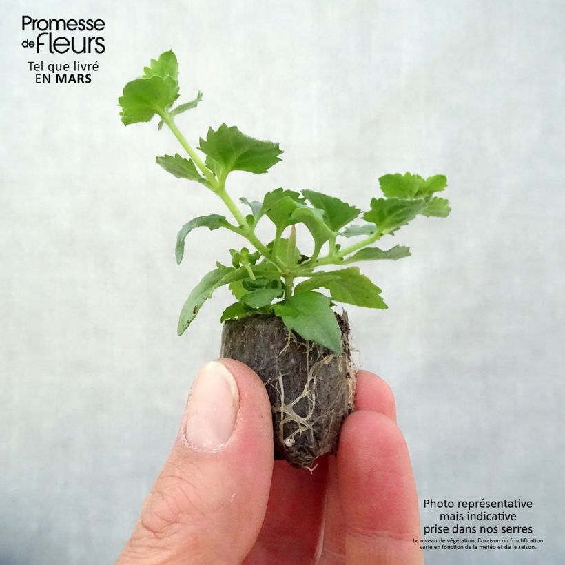 Example of Bacopa Scopia Gulliver Blue Sensation mini zolla... as you get in printemps