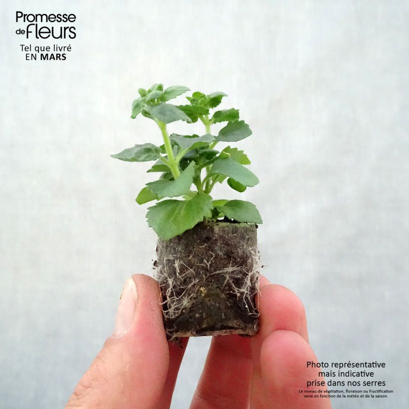 Example of Bacopa Scopia Gulliver Pink Heart Improved mini zolla... as you get in printemps