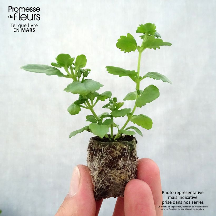 Bacopa Scopia Double Lavender mini zolla... esemplare consegnato in primavera