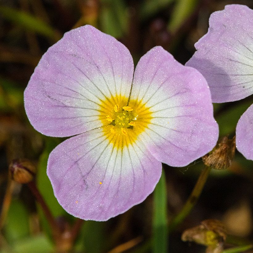 Baldellia ranunculoides - Mestolaccia ranuncoloide (Flowering)