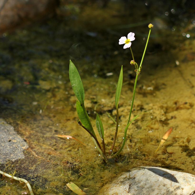 Baldellia ranunculoides - Mestolaccia ranuncoloide (Plant habit)