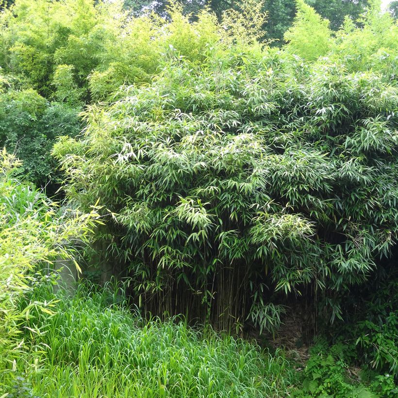 Phyllostachys bissetii - Bambù (Plant habit)