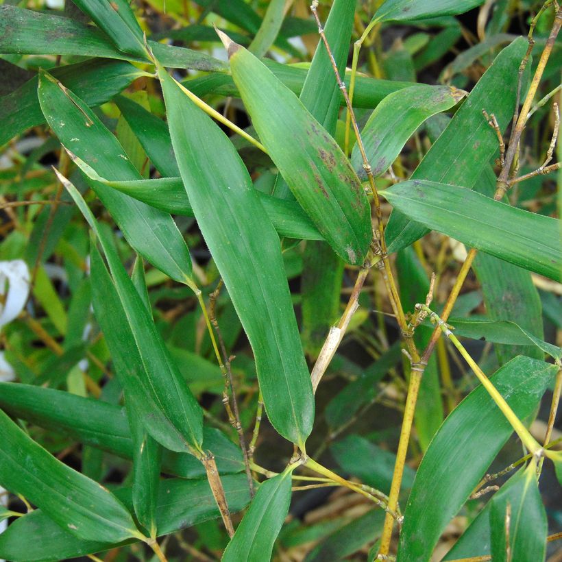 Phyllostachys bissetii - Bambù (Foliage)