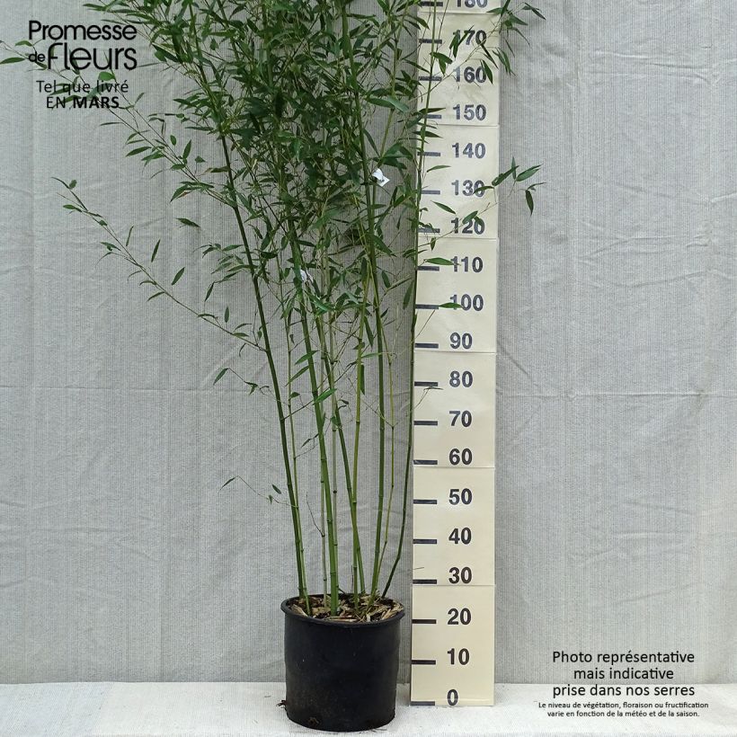 Example of Phyllostachys bissetii - Bambù Vaso da 12L/15L as you get in printemps