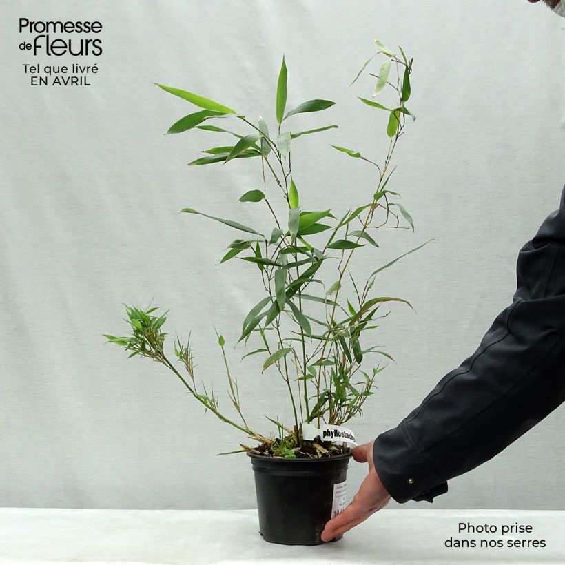 Example of Phyllostachys bissetii - Bambù Vaso da 2L/3L as you get in printemps