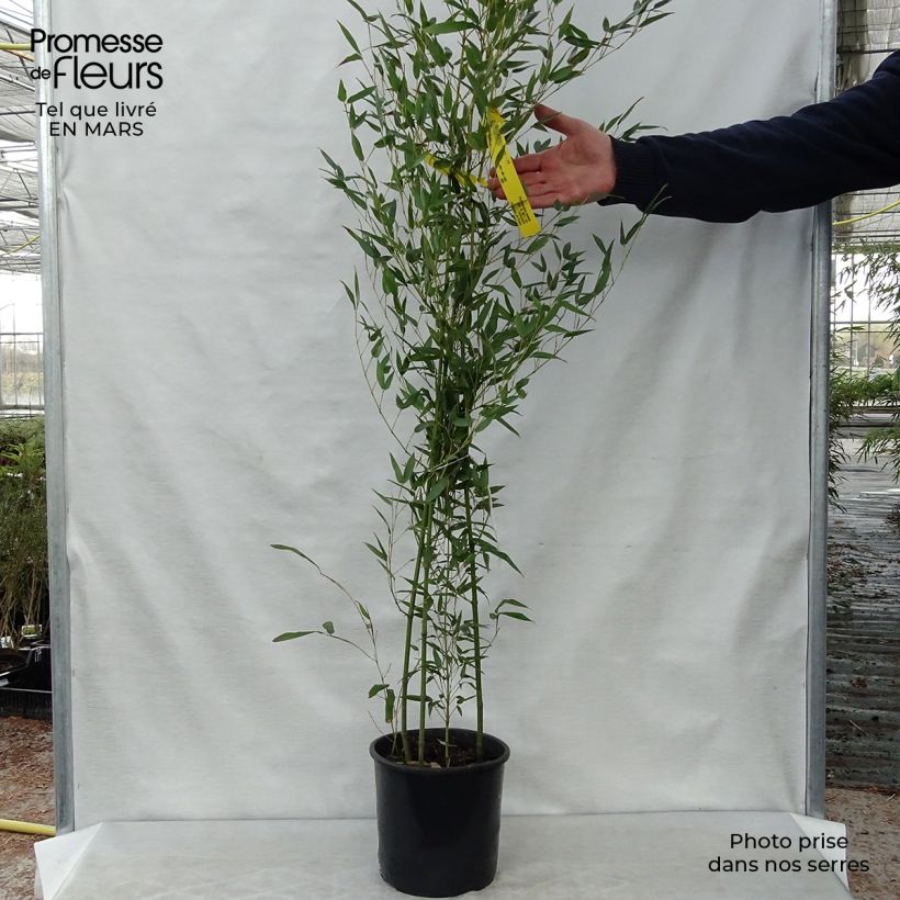Example of Phyllostachys bissetii - Bambù Vaso da 4L/5L as you get in printemps