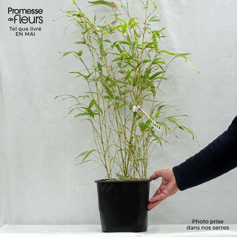Example of Phyllostachys aurea - Bambù dorato Vaso da 4L/5L as you get in printemps