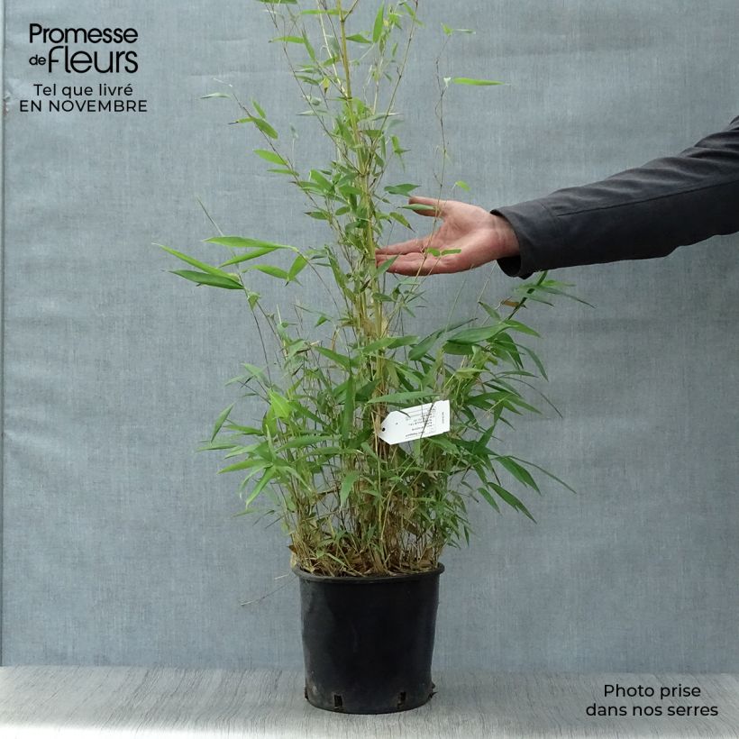 Esemplare di Phyllostachys aureosulcata Aureocaulis - Bambù aureosulcato Vaso da 4L/5L come consegnato in autunno