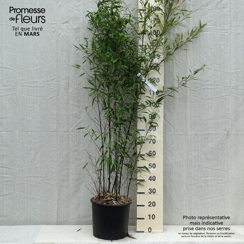 Example of Phyllostachys nigra - Bambù nero Vaso da 12L/15L as you get in printemps