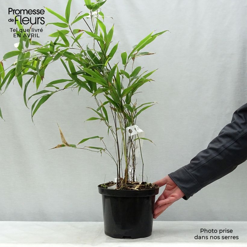Example of Phyllostachys nigra - Bambù nero Vaso da 4L/5L as you get in printemps