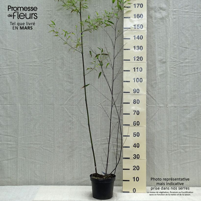 Example of Phyllostachys nigra - Bambù nero Vaso da 7,5L/10L as you get in printemps