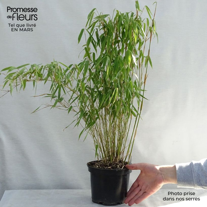 Example of Fargesia murielae Bimbo Vaso da 2L/3L as you get in printemps