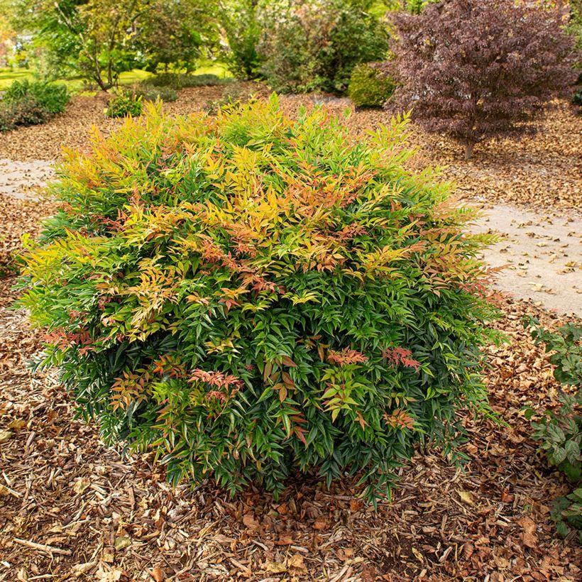 Nandina domestica Magical Sunrise (Plant habit)
