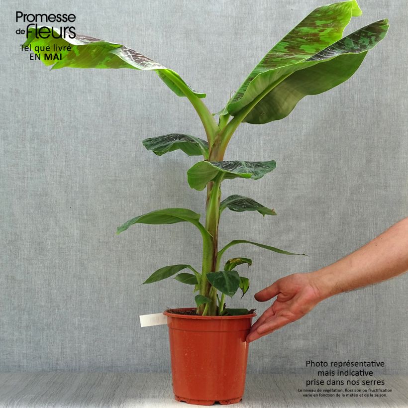 Musa acuminata Dwarf Cavendish Vaso da 6L/7L esemplare consegnato in primavera