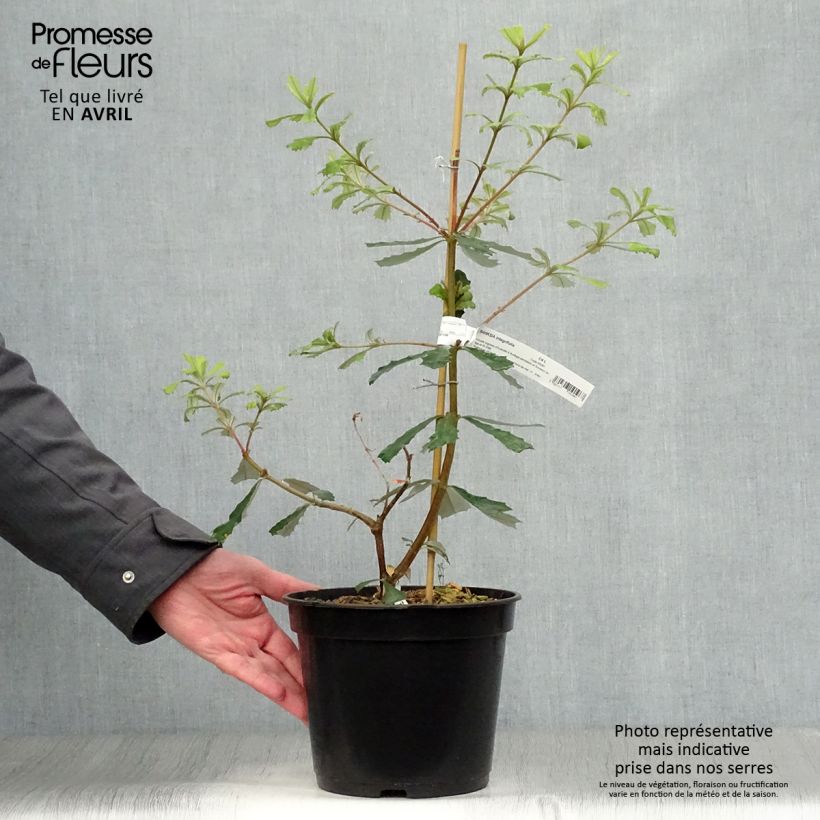 Banksia integrifolia Vaso da 3L/4L esemplare consegnato in primavera