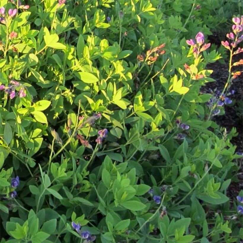 Baptisia Decadence Blueberry Sundae - Indaco falso (Foliage)