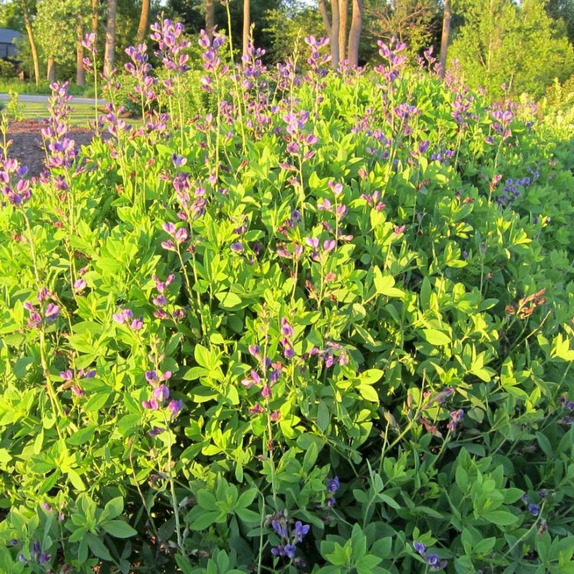 Baptisia Decadence Blueberry Sundae - Indaco falso (Plant habit)