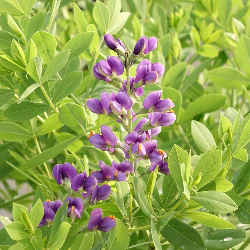 Baptisia Decadence Blueberry Sundae - Indaco falso (Fioritura)