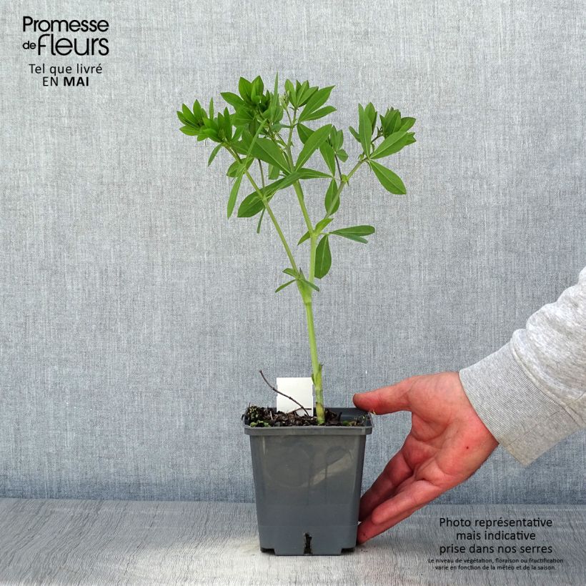 Example of Baptisia Decadence Blueberry Sundae - Indaco falso Vaso da 1L/1,5L as you get in printemps